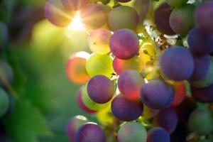 La vigne et le raisin: une mine d'anti-oxydants