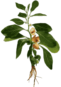 La plante anti-stress du mois Withania  ou Ashwangandha